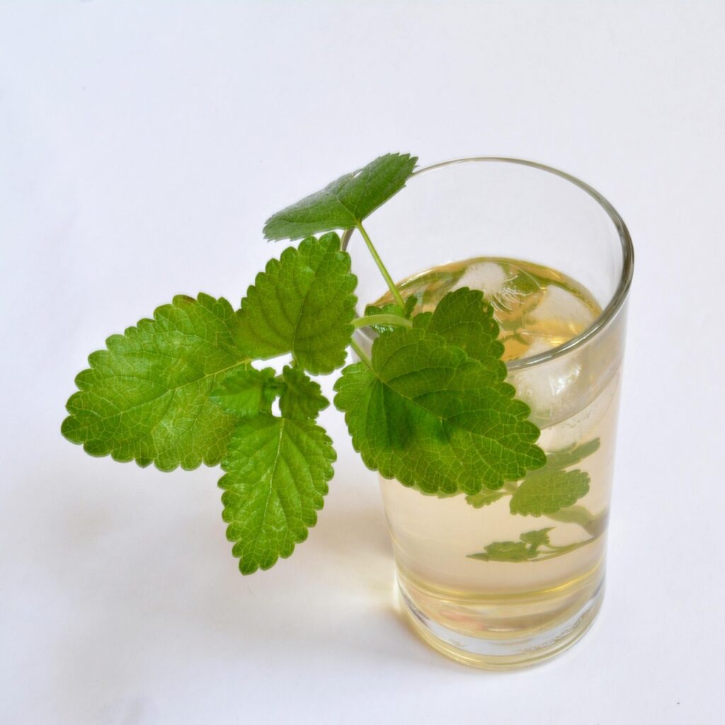 ice tea, melissa officinalis, lemon balm, balm, drink, health, herb, herbal, tea, ice tea, ice tea, ice tea, melissa officinalis, melissa officinalis, melissa officinalis, lemon balm, lemon balm, lemon balm, lemon balm, lemon balm. Melissa plant next to a glass of juice, a refreshing summer drink paired with watermelon